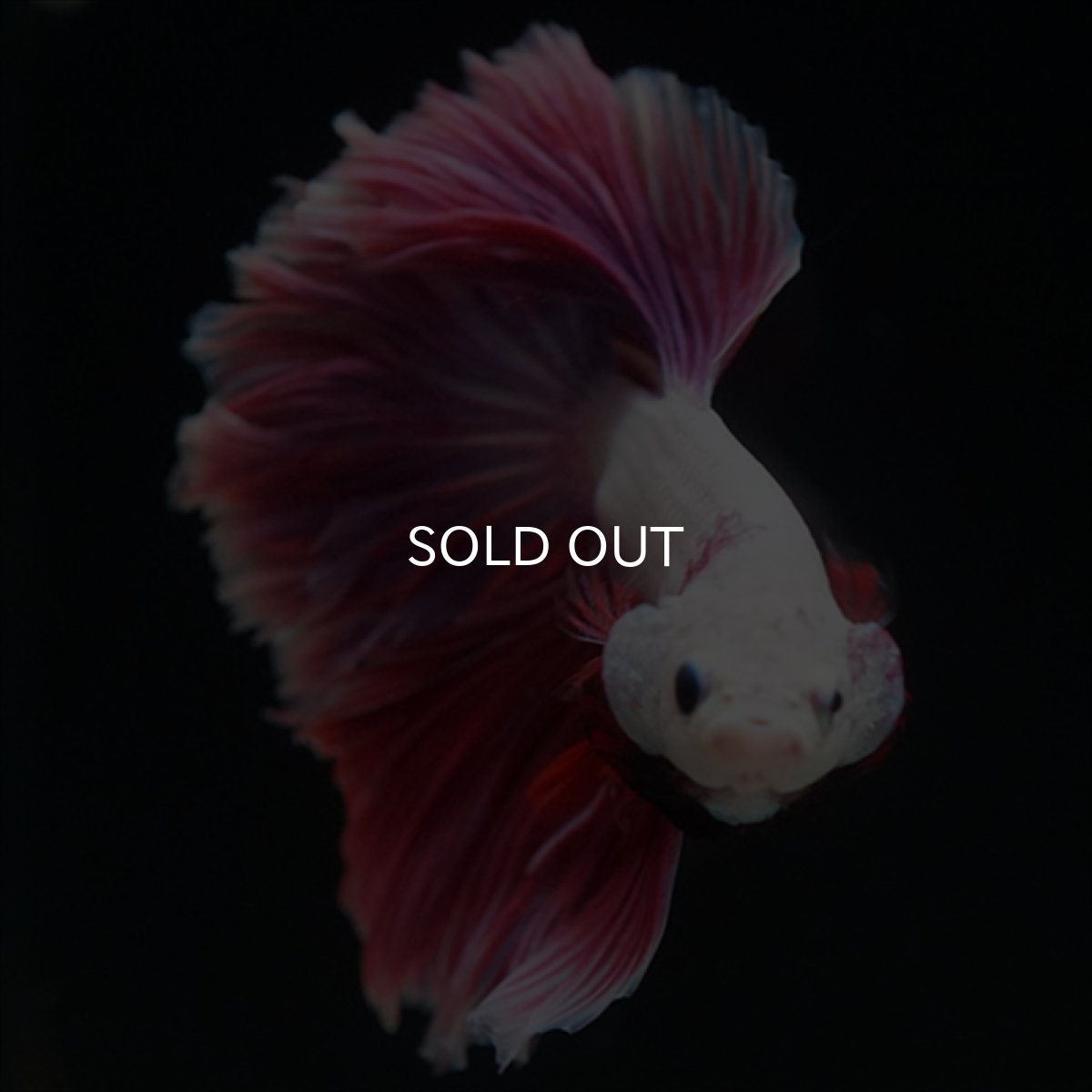 画像2: HM　ピンクファンシー　ローズテール (2)