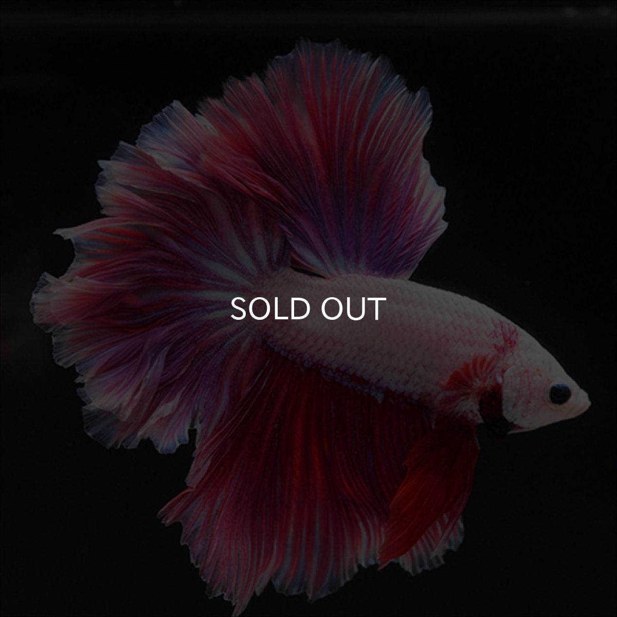 画像12: HM　ピンクファンシー　ローズテール (12)