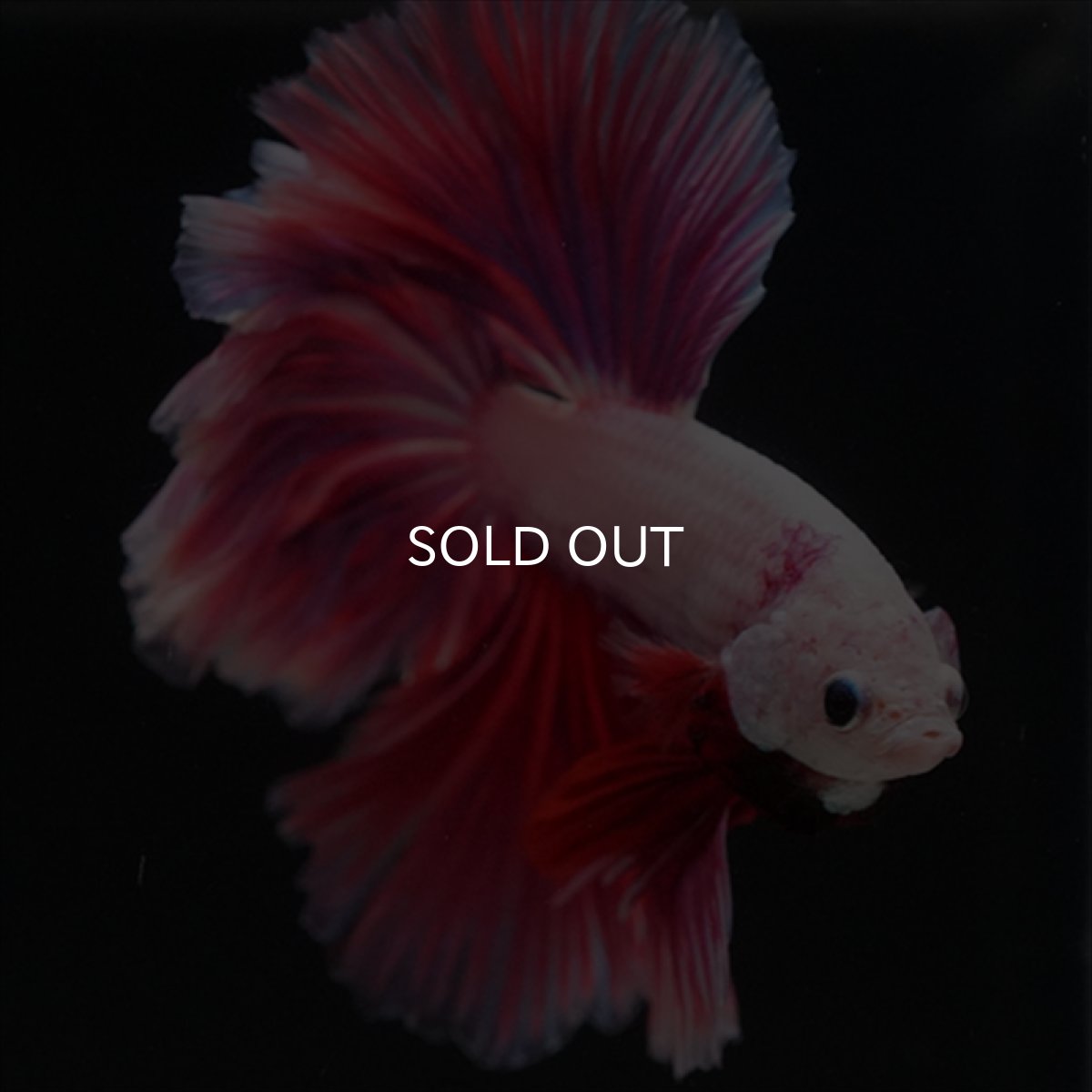 画像11: HM　ピンクファンシー　ローズテール (11)