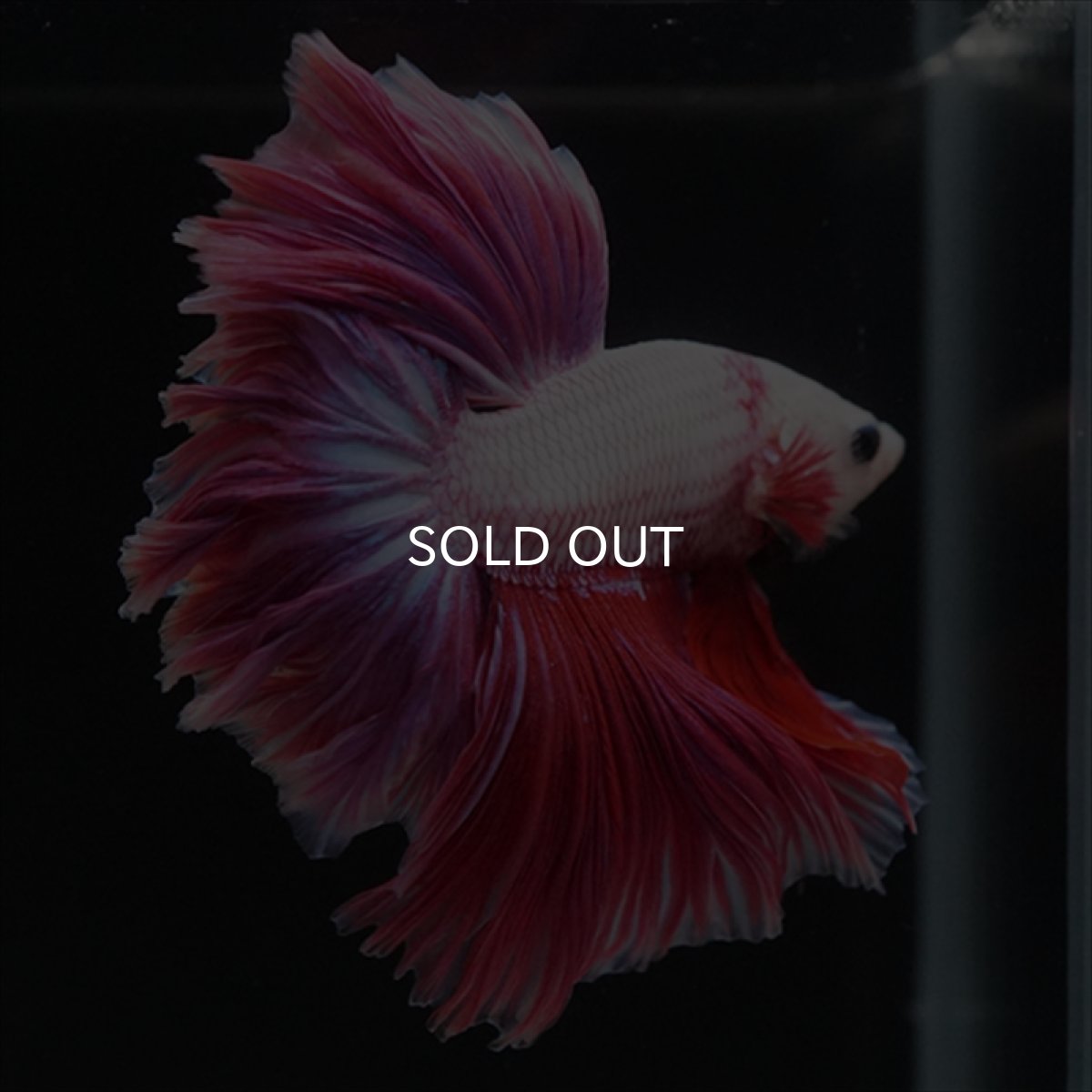 画像10: HM　ピンクファンシー　ローズテール (10)