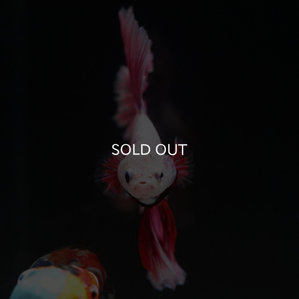 画像9: HM　ピンクファンシー　ローズテール (9)