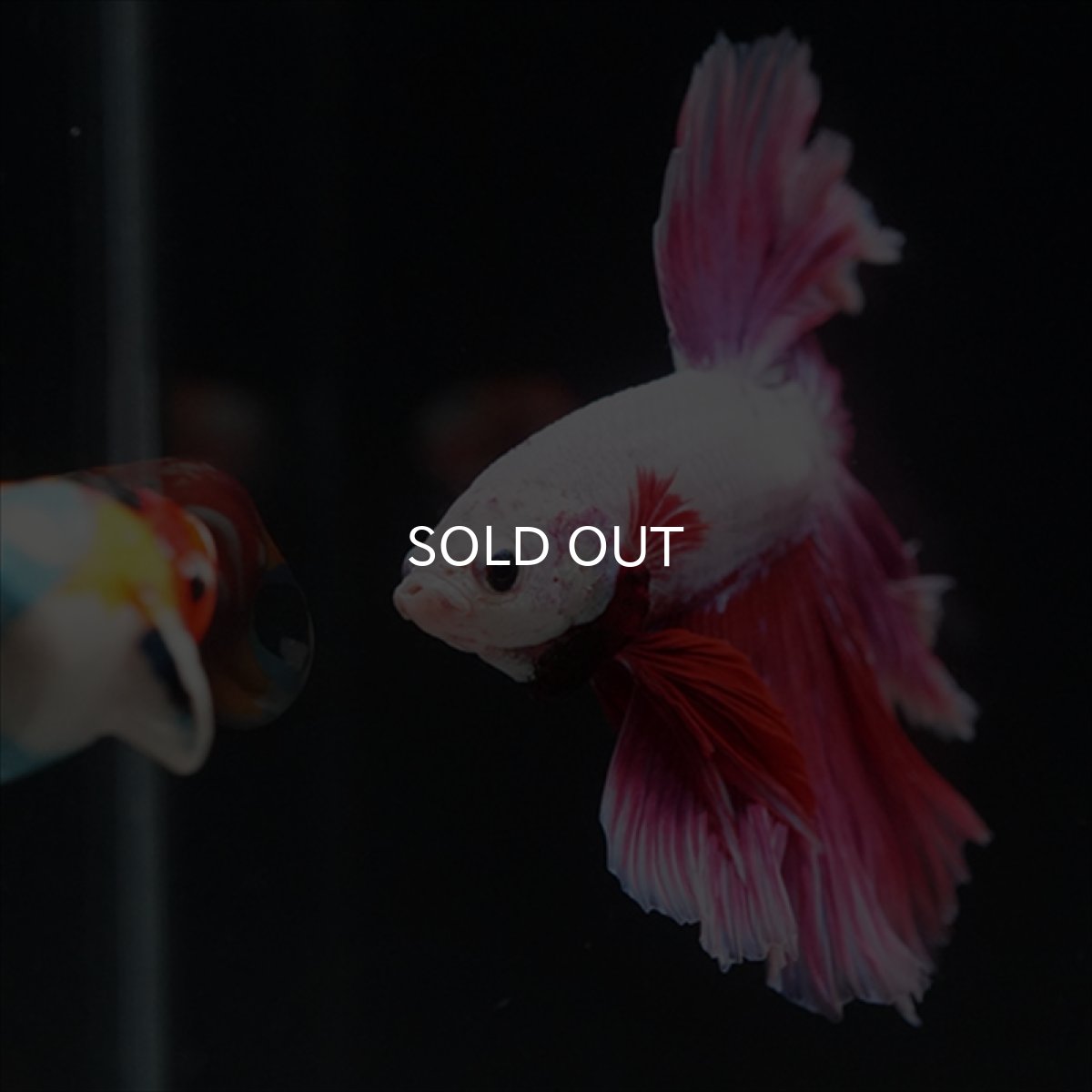 画像8: HM　ピンクファンシー　ローズテール (8)