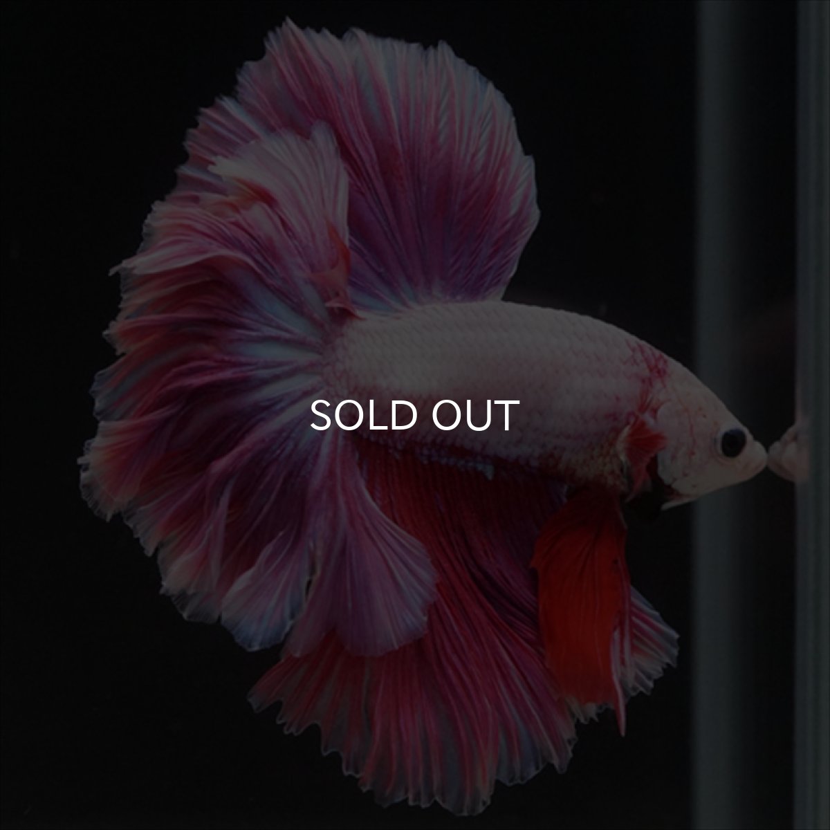 画像7: HM　ピンクファンシー　ローズテール (7)