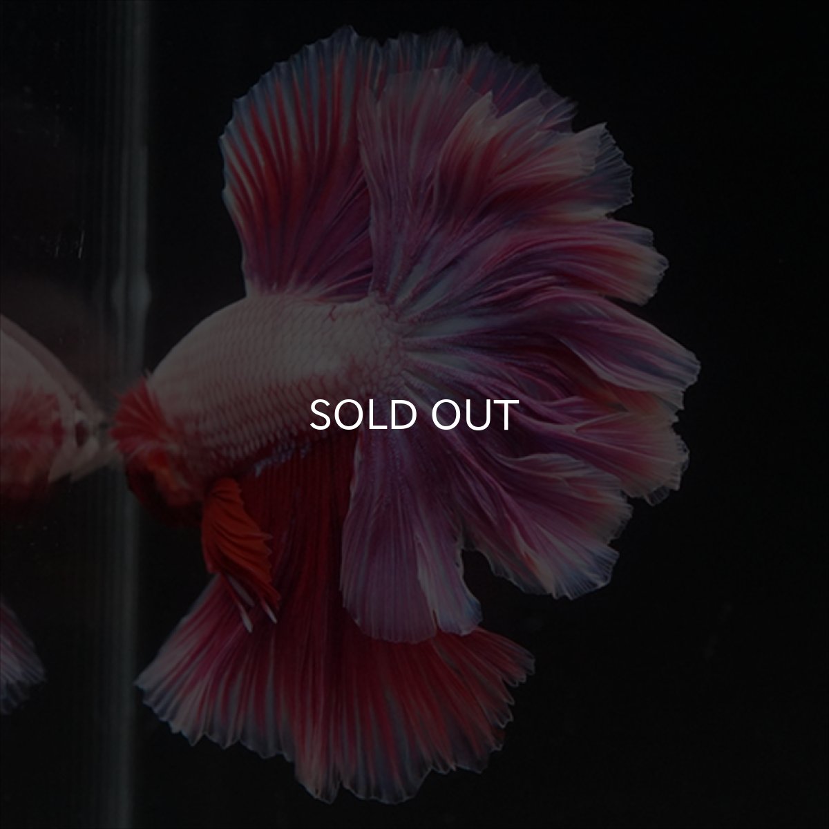 画像5: HM　ピンクファンシー　ローズテール (5)