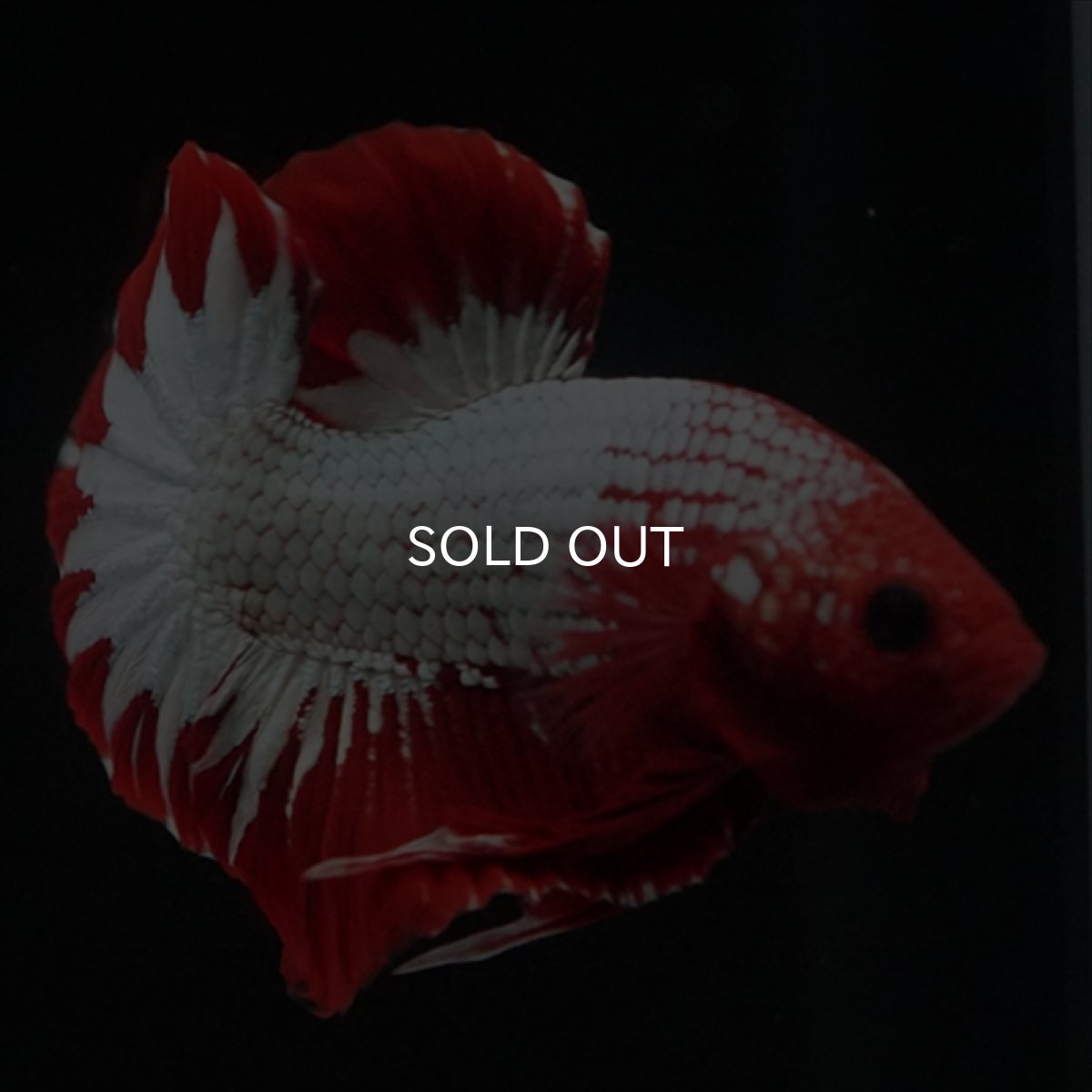 画像17: HMPK　ヘルボーイ　スターテール (17)