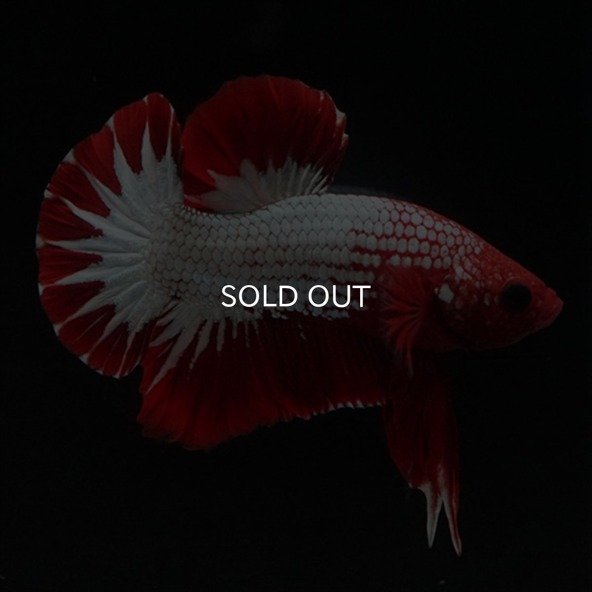 画像16: HMPK　ヘルボーイ　スターテール (16)