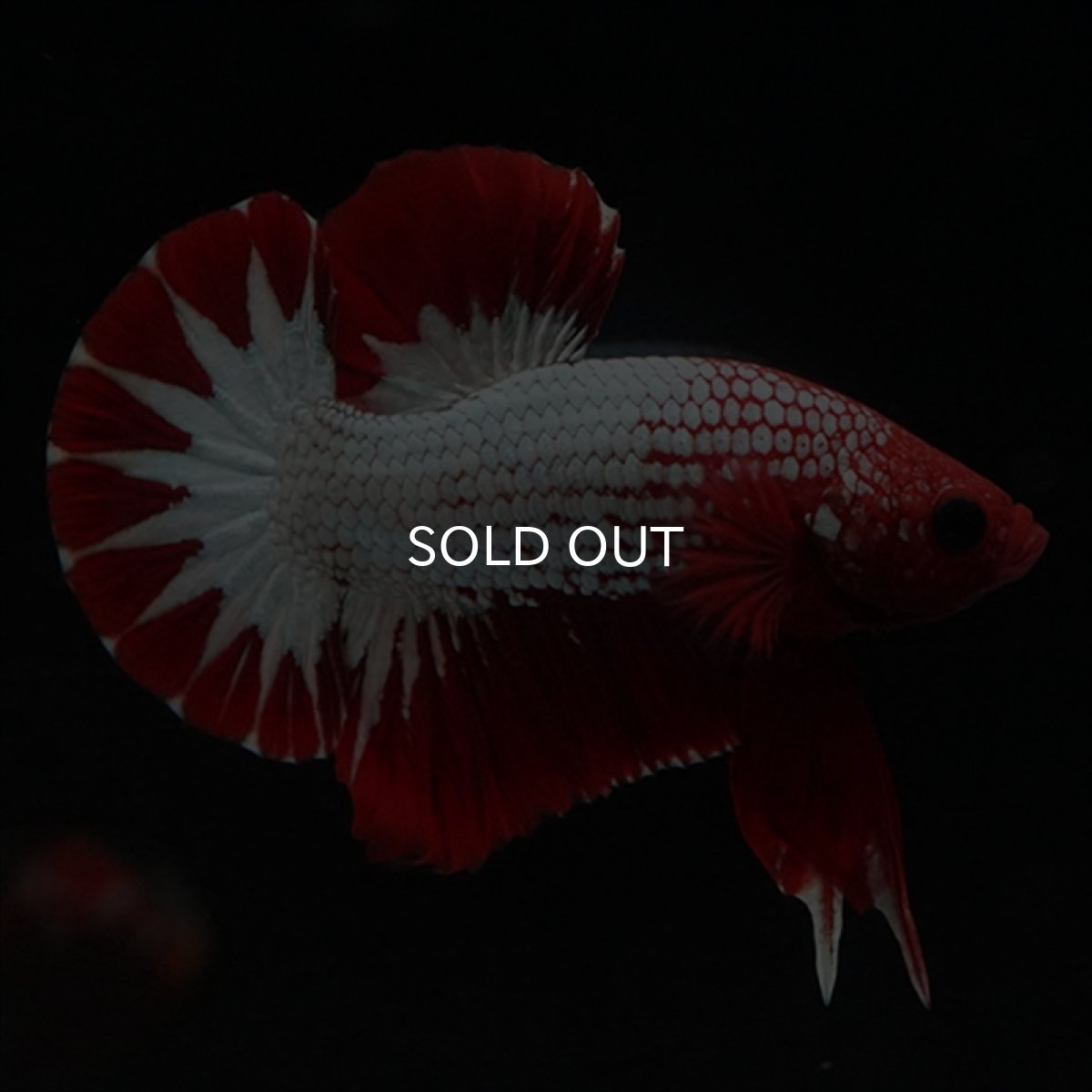 画像15: HMPK　ヘルボーイ　スターテール (15)