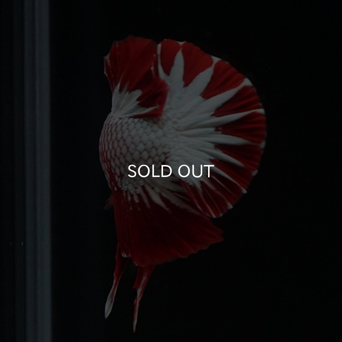 画像3: HMPK　ヘルボーイ　スターテール (3)