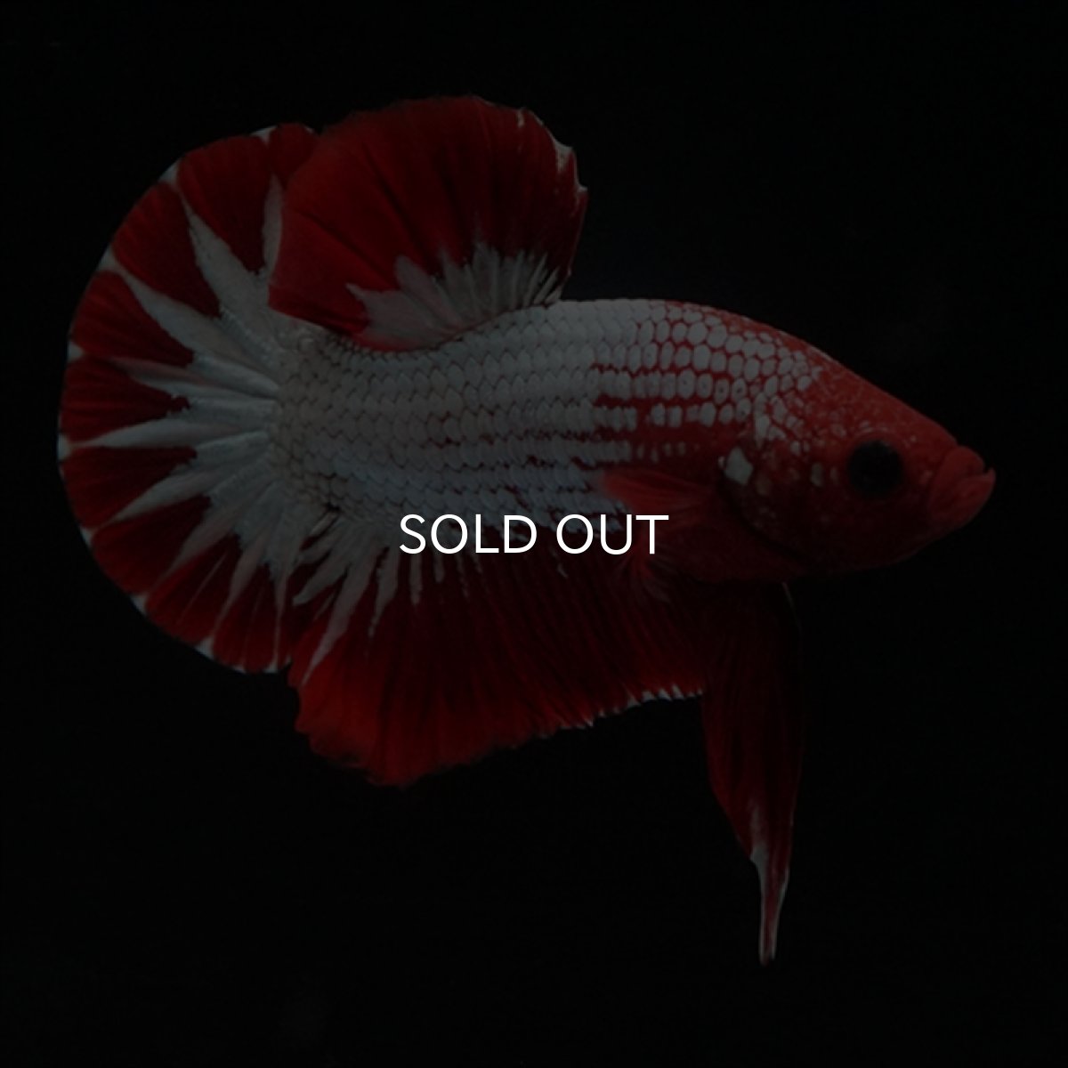 画像14: HMPK　ヘルボーイ　スターテール (14)