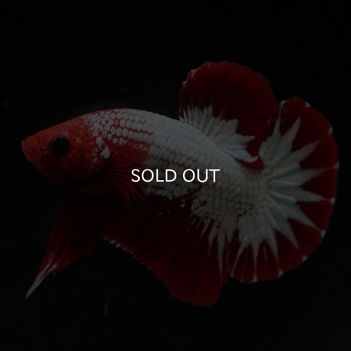 画像13: HMPK　ヘルボーイ　スターテール (13)