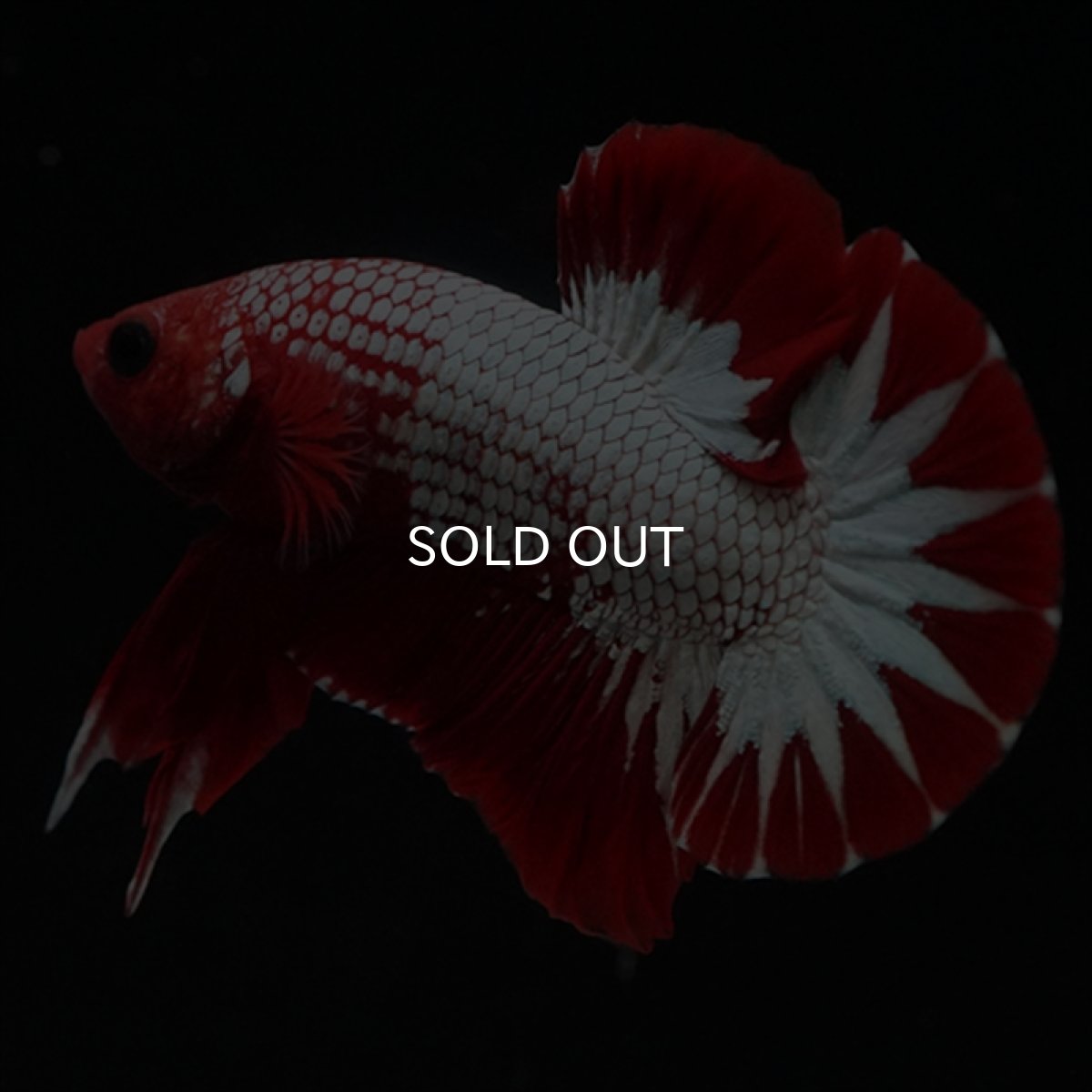 画像2: HMPK　ヘルボーイ　スターテール (2)