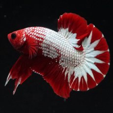 画像2: HMPK　ヘルボーイ　スターテール (2)