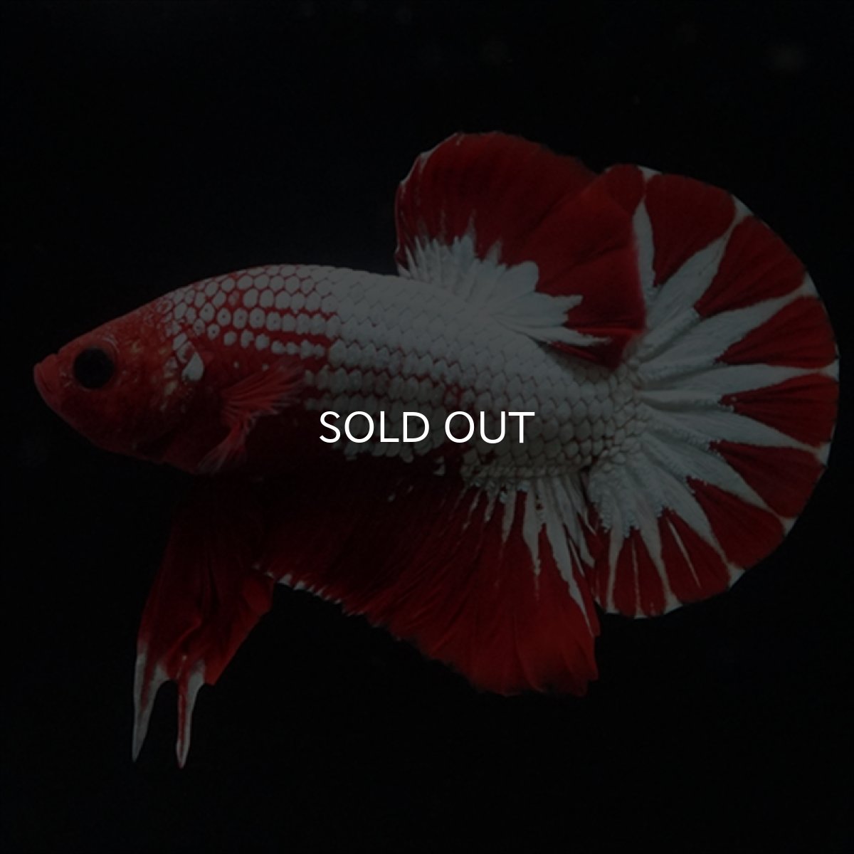 画像12: HMPK　ヘルボーイ　スターテール (12)