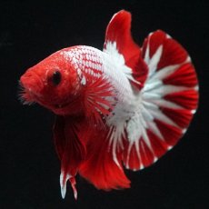 画像4: HMPK　ヘルボーイ　スターテール (4)