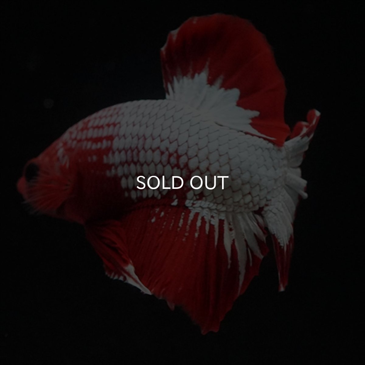 画像11: HMPK　ヘルボーイ　スターテール (11)