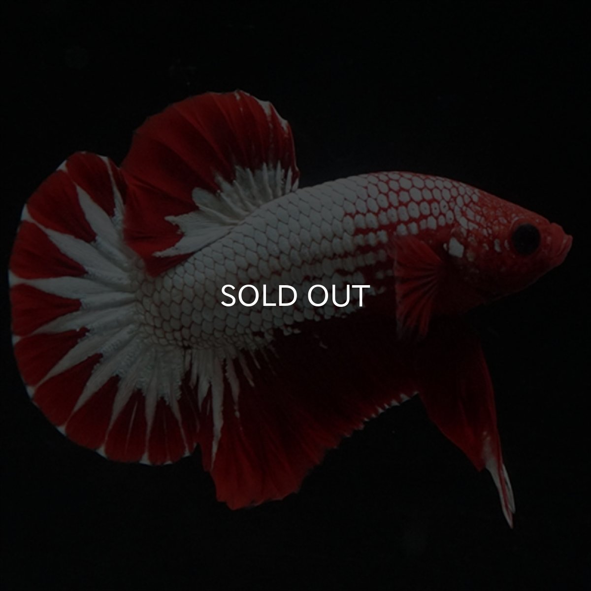 画像10: HMPK　ヘルボーイ　スターテール (10)