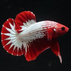 画像10: HMPK　ヘルボーイ　スターテール (10)