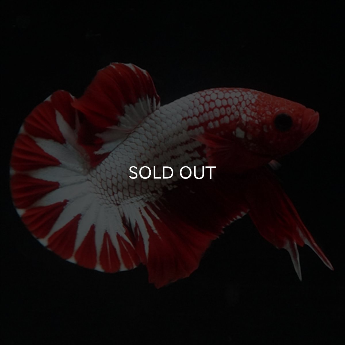 画像1: HMPK　ヘルボーイ　スターテール (1)