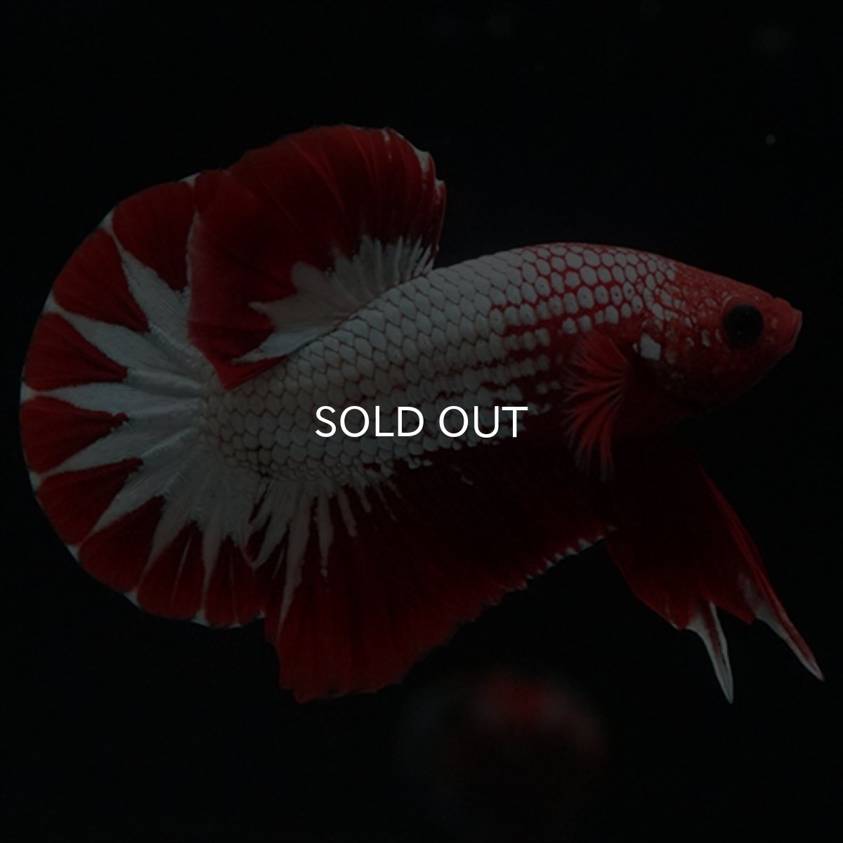 画像9: HMPK　ヘルボーイ　スターテール (9)