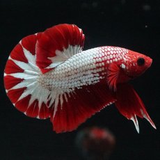 画像9: HMPK　ヘルボーイ　スターテール (9)