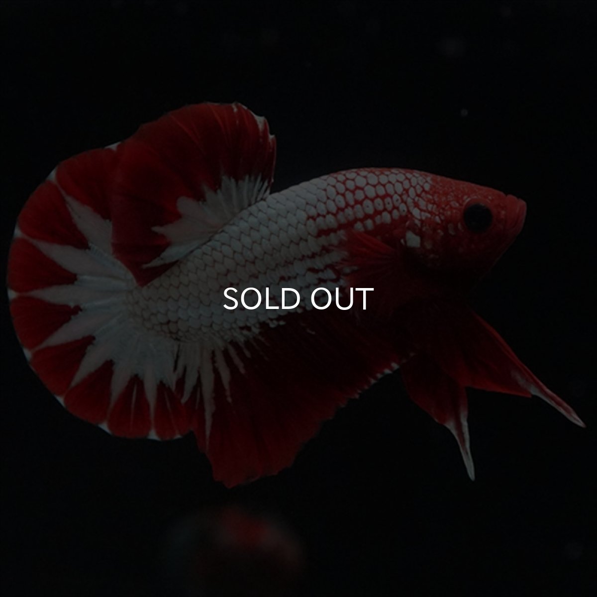 画像8: HMPK　ヘルボーイ　スターテール (8)