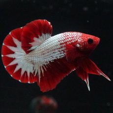 画像8: HMPK　ヘルボーイ　スターテール (8)