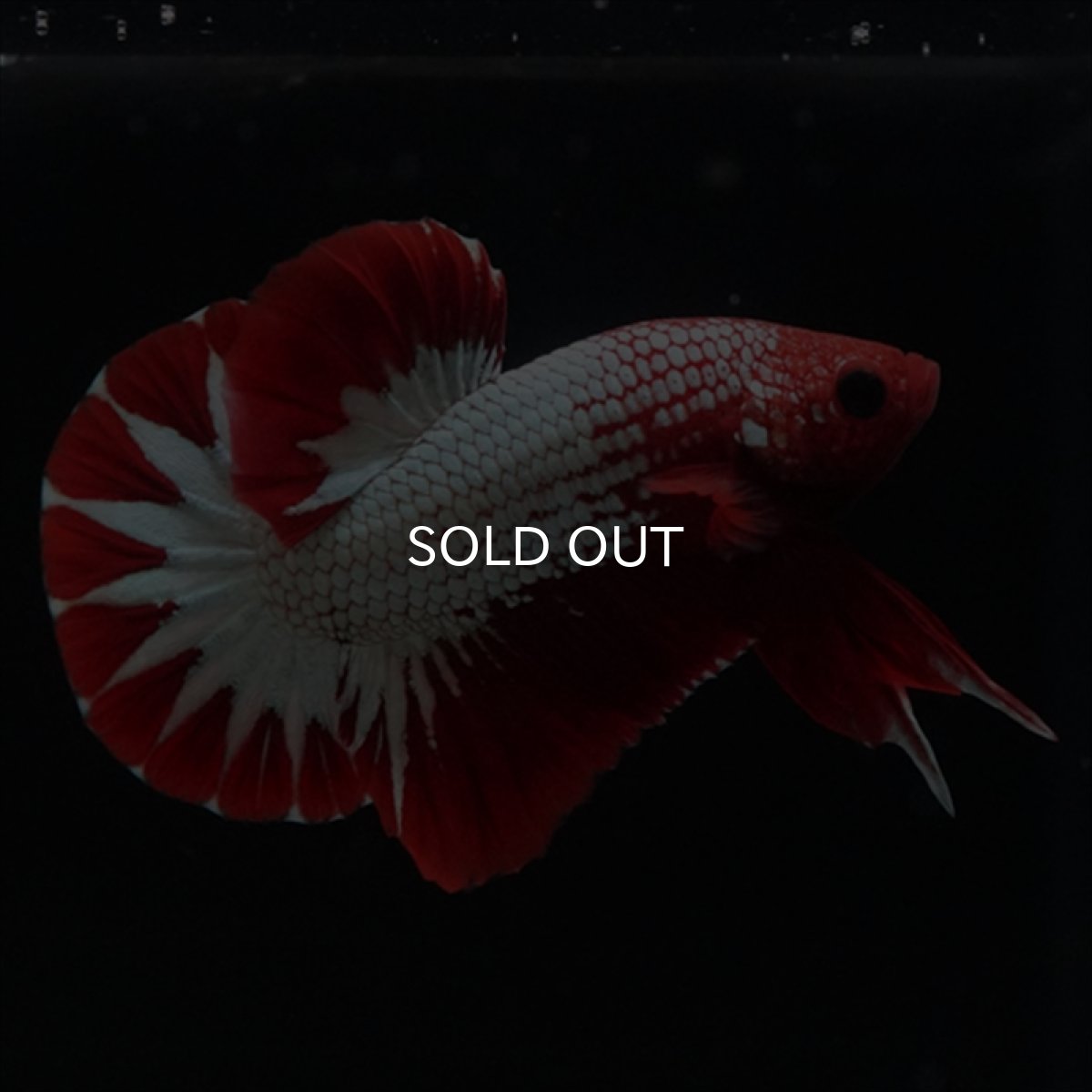 画像7: HMPK　ヘルボーイ　スターテール (7)