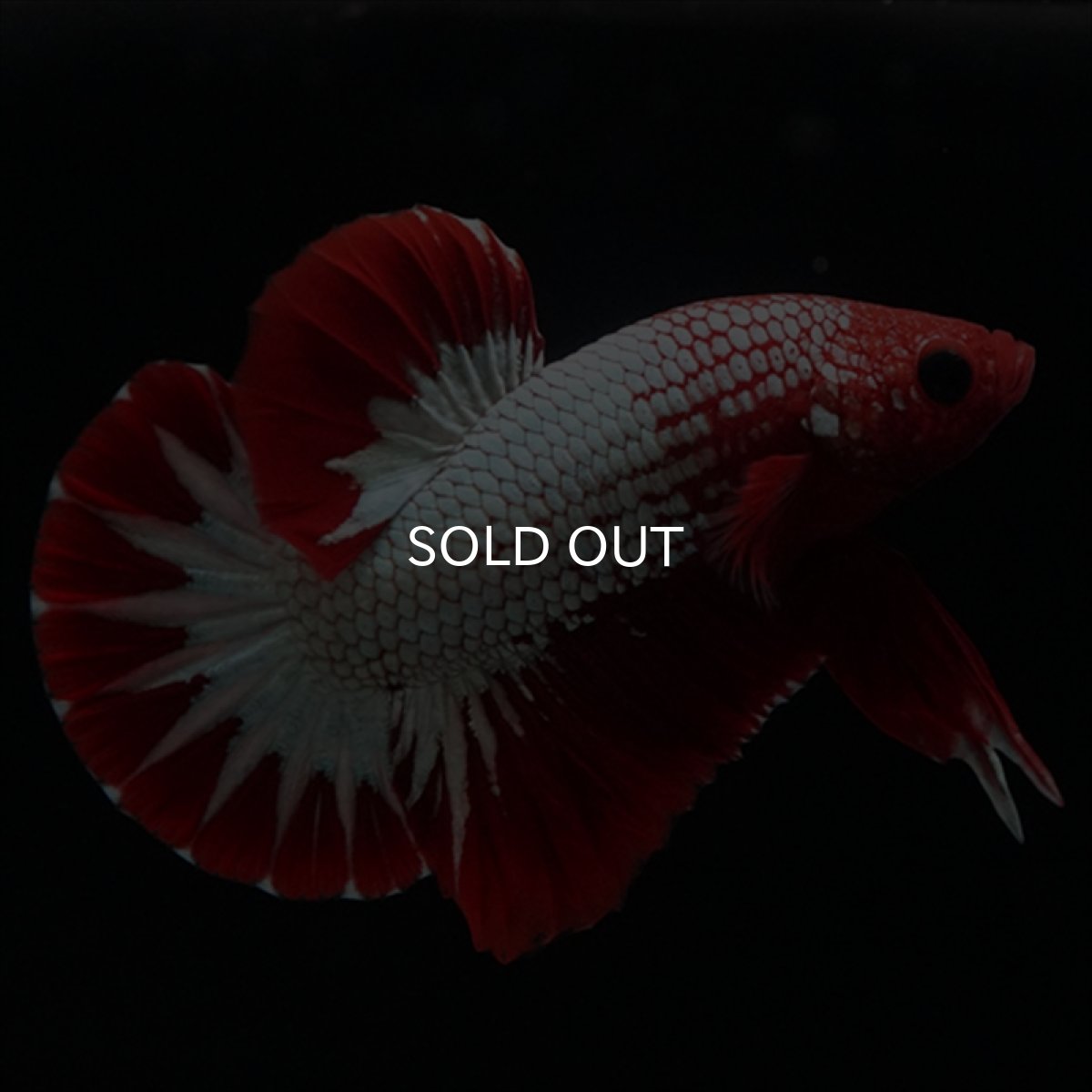 画像6: HMPK　ヘルボーイ　スターテール (6)