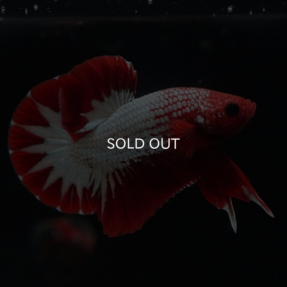 画像5: HMPK　ヘルボーイ　スターテール (5)