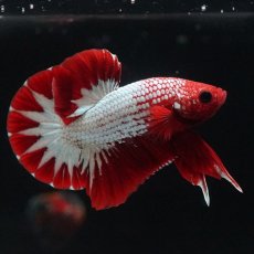 画像5: HMPK　ヘルボーイ　スターテール (5)