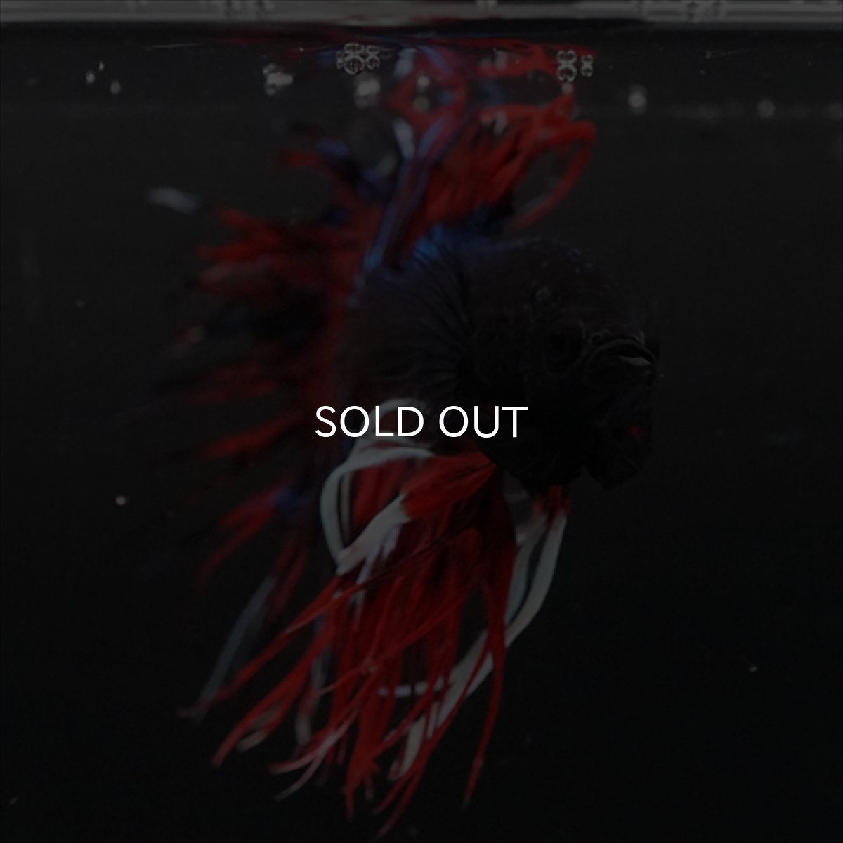 画像16: CT　ブラックキャンディ (16)