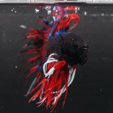 画像16: CT　ブラックキャンディ (16)