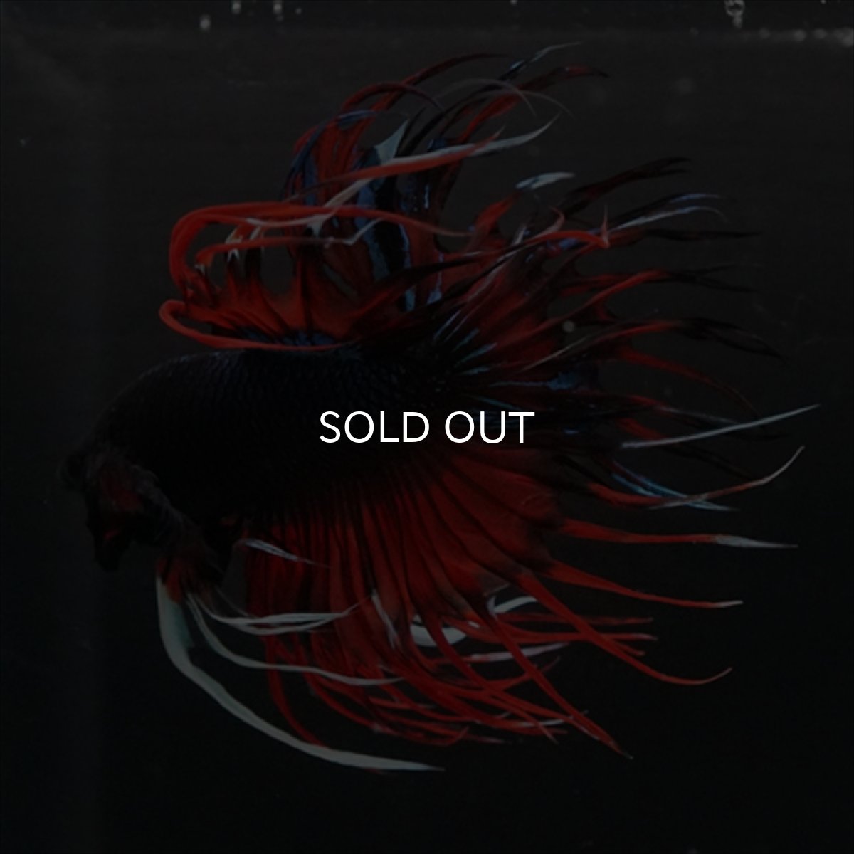 画像4: CT　ブラックキャンディ (4)