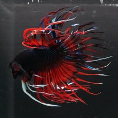 画像4: CT　ブラックキャンディ (4)
