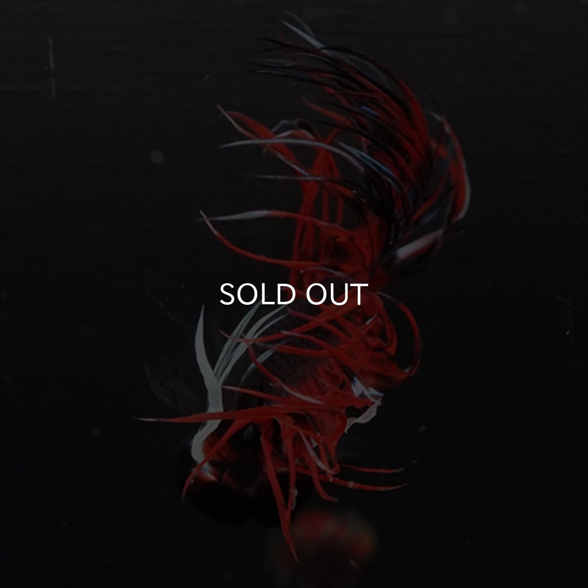 画像15: CT　ブラックキャンディ (15)