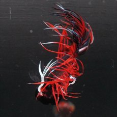画像15: CT　ブラックキャンディ (15)