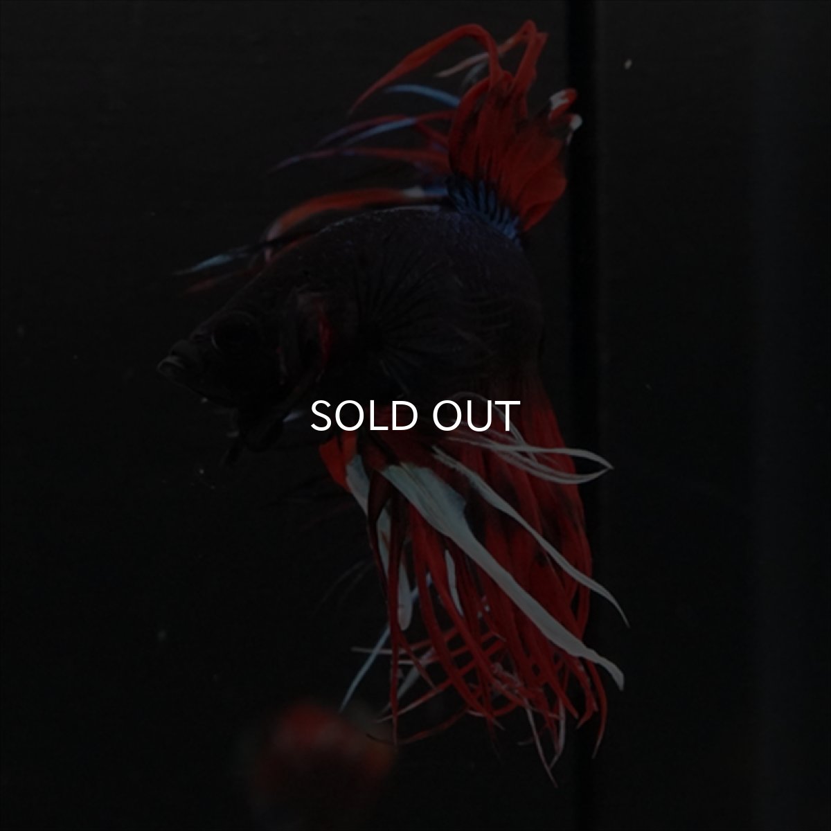 画像14: CT　ブラックキャンディ (14)