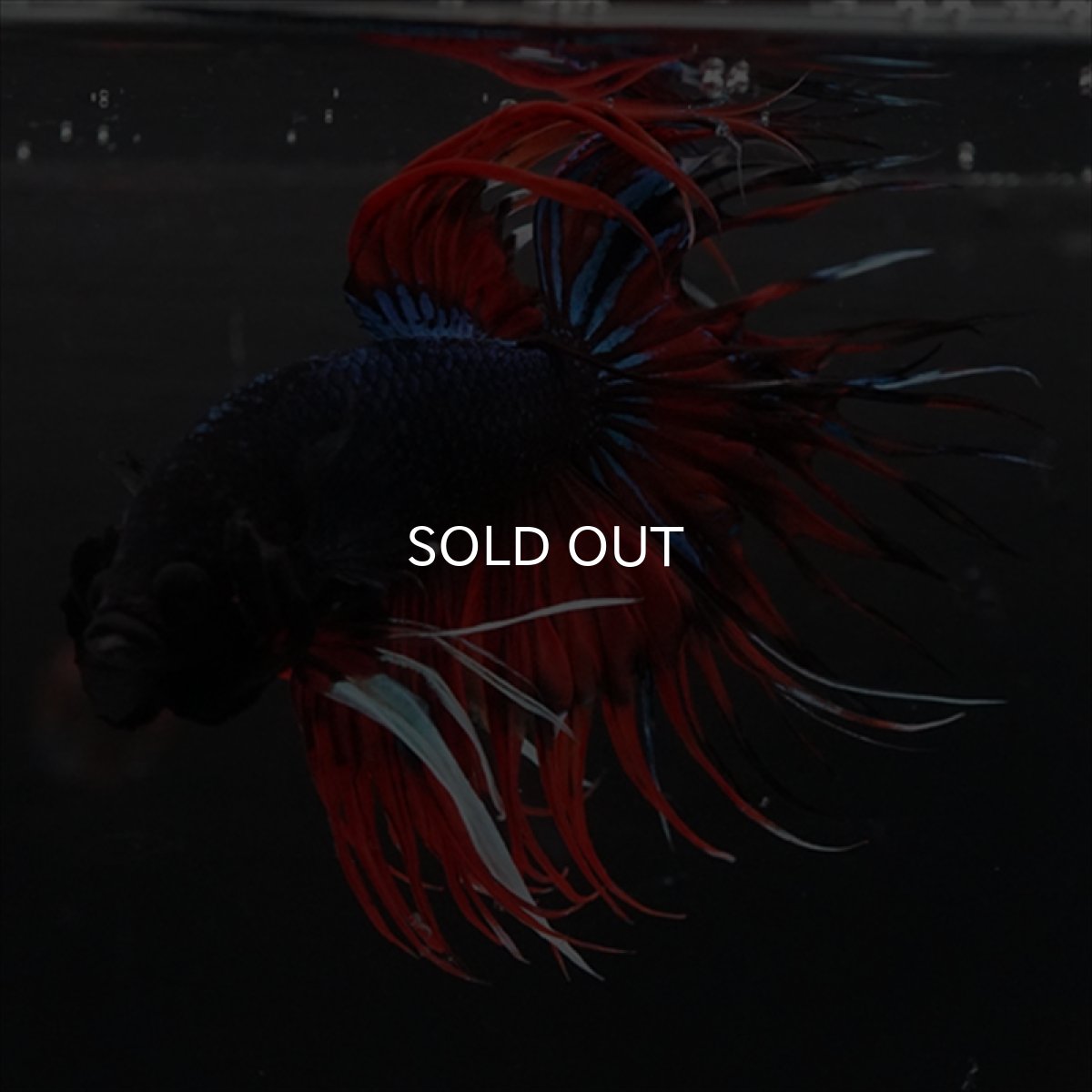 画像3: CT　ブラックキャンディ (3)