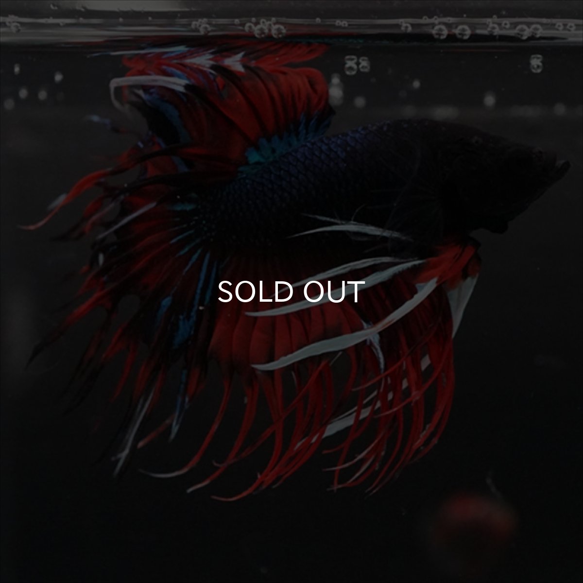 画像2: CT　ブラックキャンディ (2)