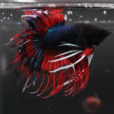 画像2: CT　ブラックキャンディ (2)