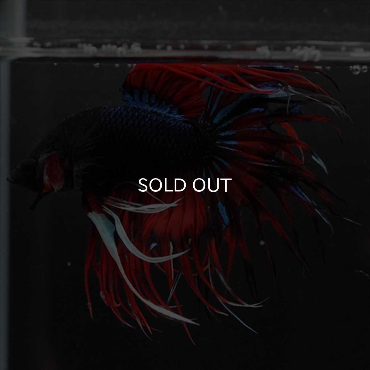 画像13: CT　ブラックキャンディ (13)