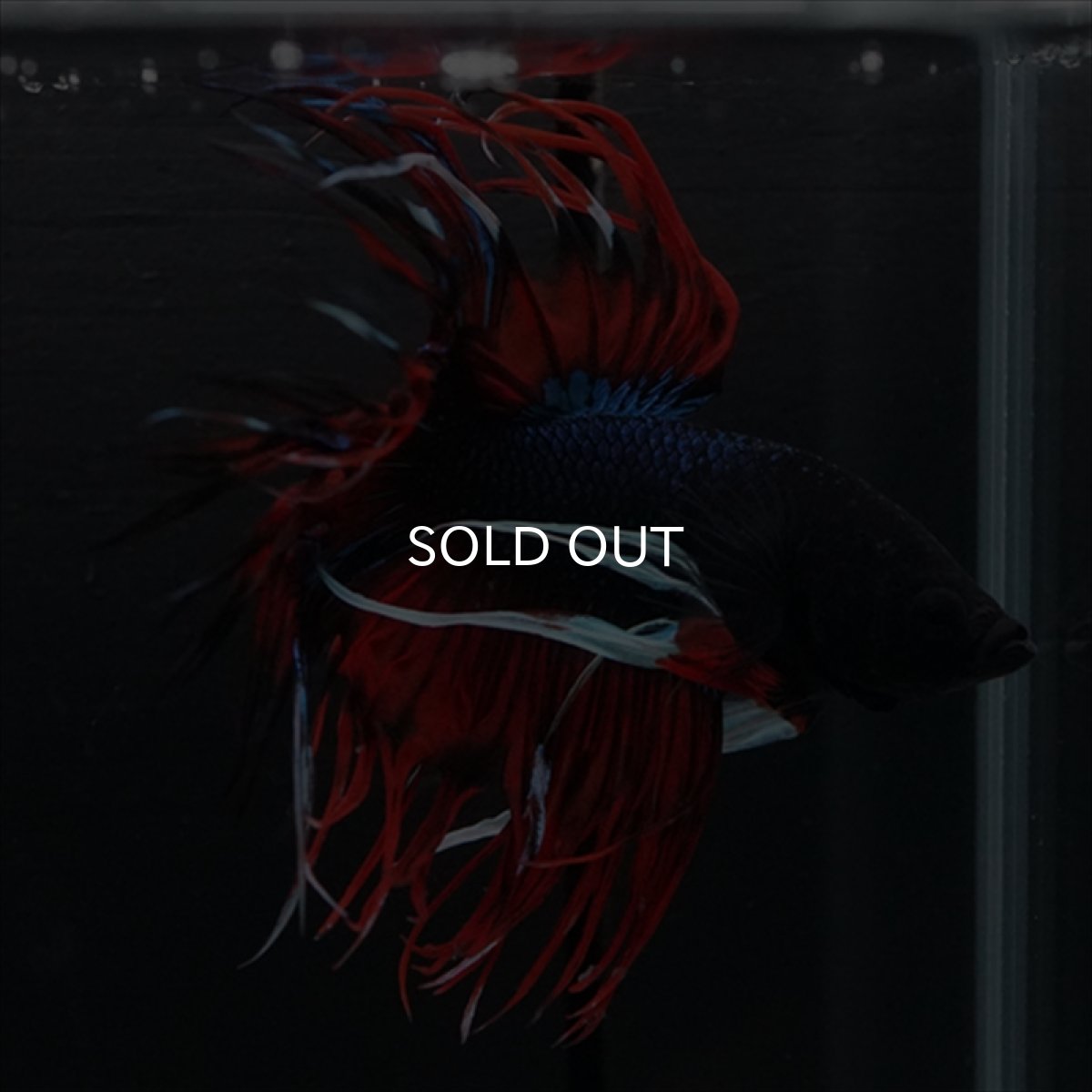 画像12: CT　ブラックキャンディ (12)