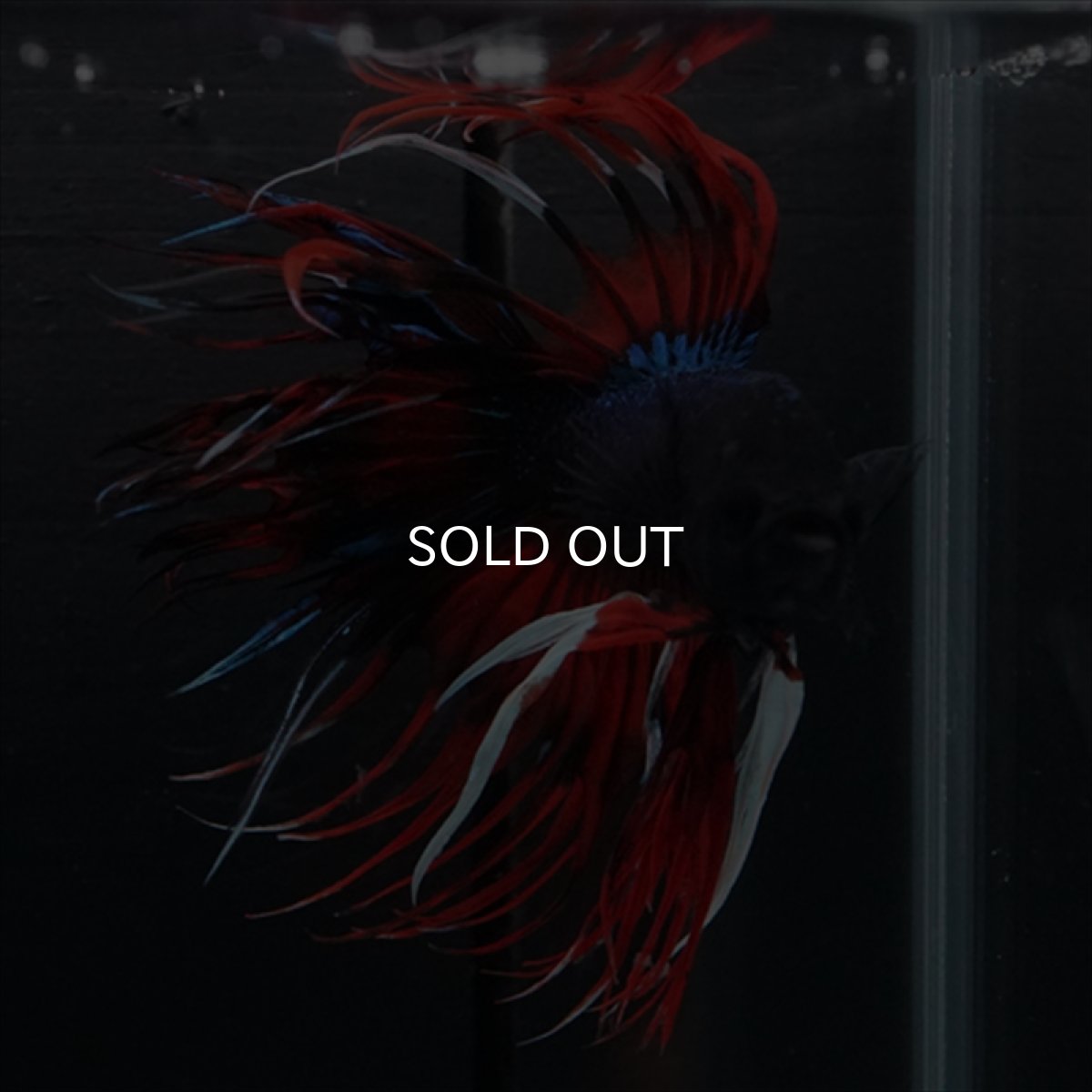 画像11: CT　ブラックキャンディ (11)