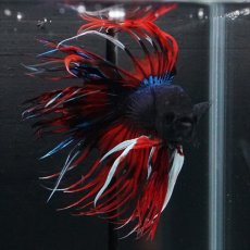 画像11: CT　ブラックキャンディ (11)