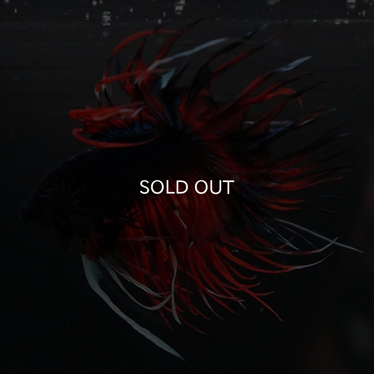 画像10: CT　ブラックキャンディ (10)