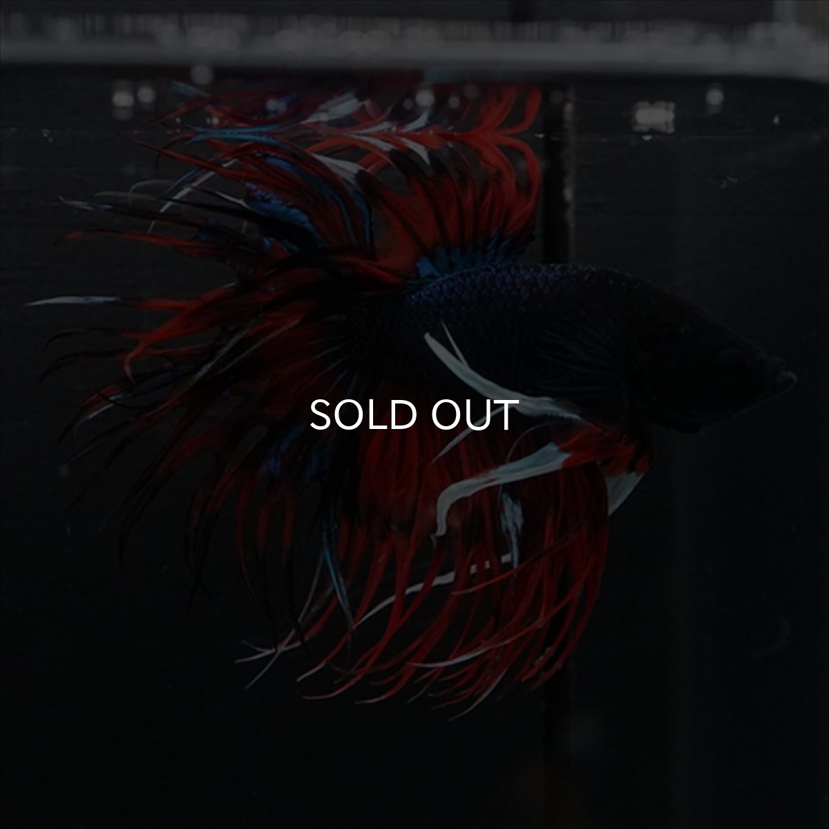 画像9: CT　ブラックキャンディ (9)