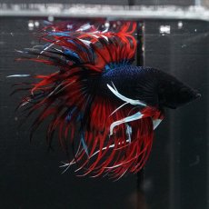 画像9: CT　ブラックキャンディ (9)