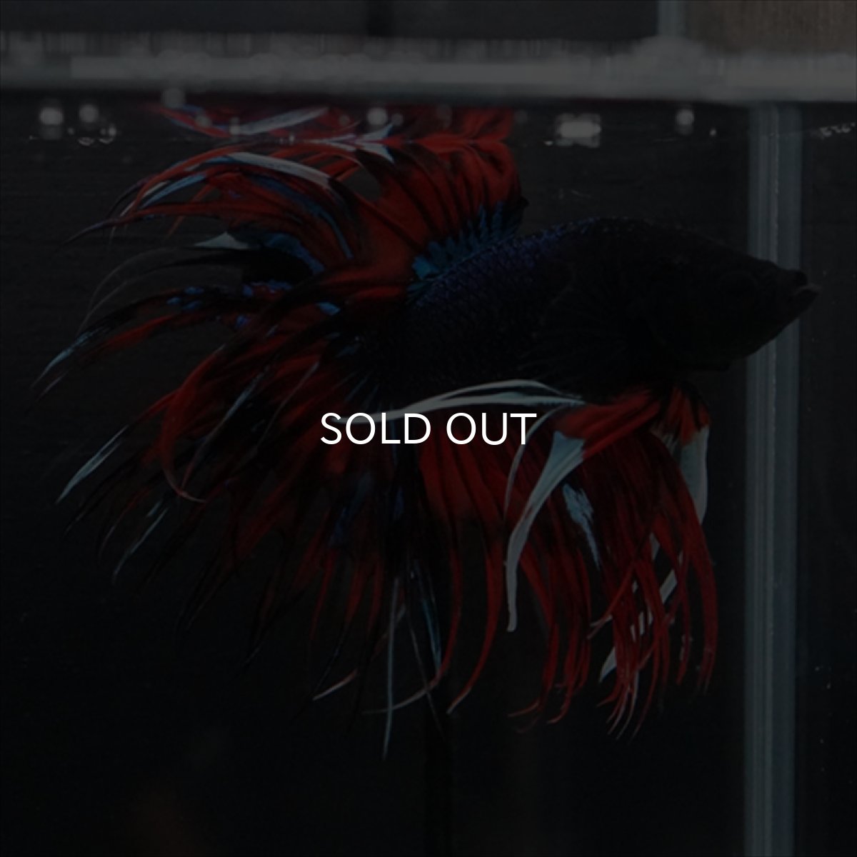 画像8: CT　ブラックキャンディ (8)