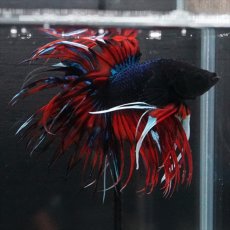 画像8: CT　ブラックキャンディ (8)