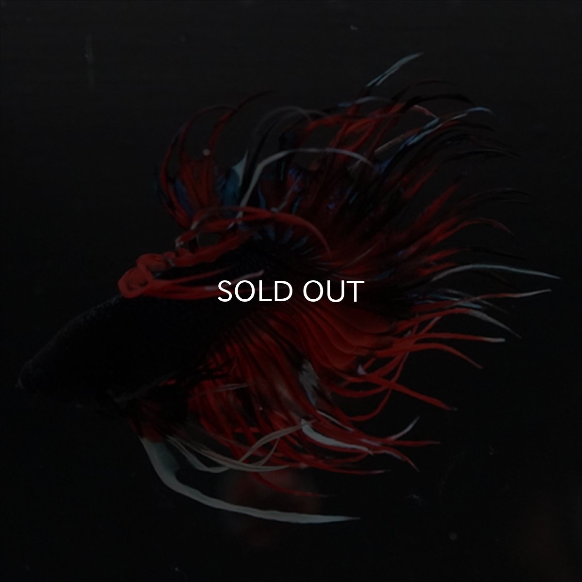 画像7: CT　ブラックキャンディ (7)